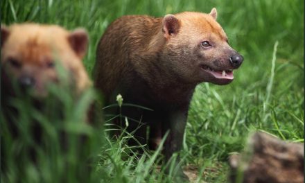 Good News for Wildlife: Rare South American Bush Dogs Spotted in Costa Rica