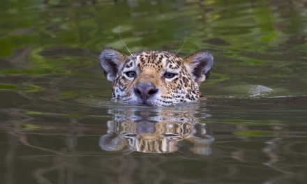 Update: Wildfires in Brazil