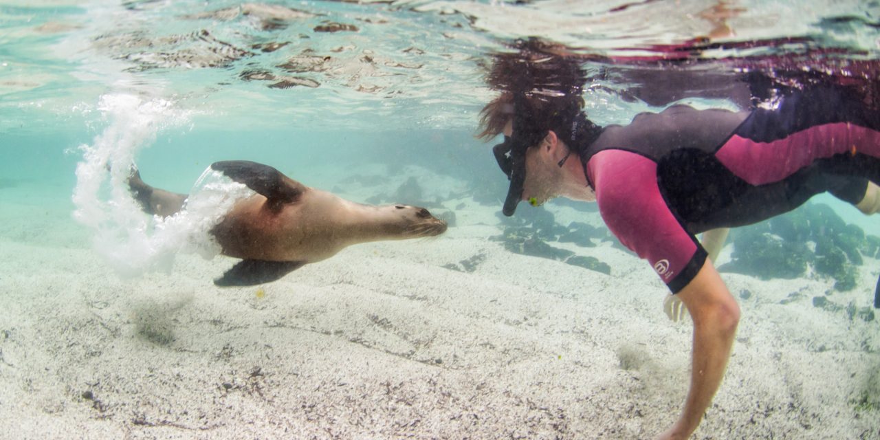 Top 10 Underwater Wildlife Encounters in the Galápagos