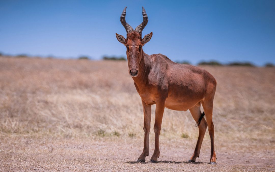 Kenya’s Cattle Ranchers Conserve Wild Hartebeests—and Lion Predators