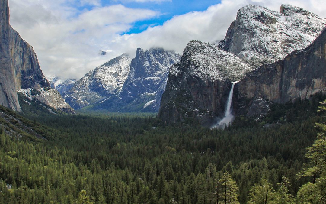 Studying the Structure of Giant Sequoias to Keep Us Safer