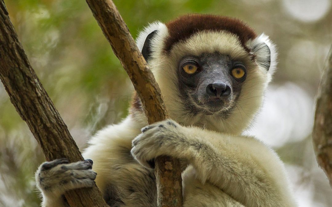 Madagascar’s Dwindling Forests and Their Linked Lemurs