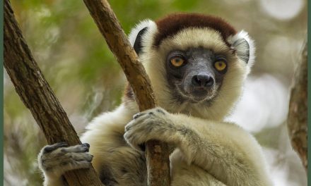 Madagascar’s Dwindling Forests and Their Linked Lemurs
