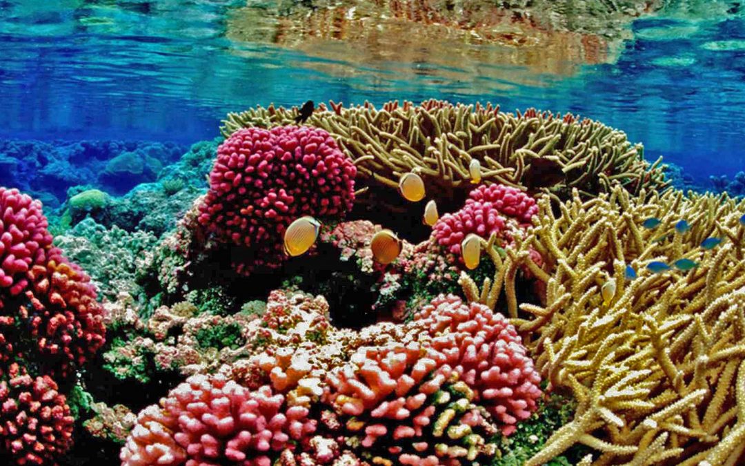 Hope for Coral Reefs in Crisis