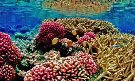 Hope for Coral Reefs in Crisis