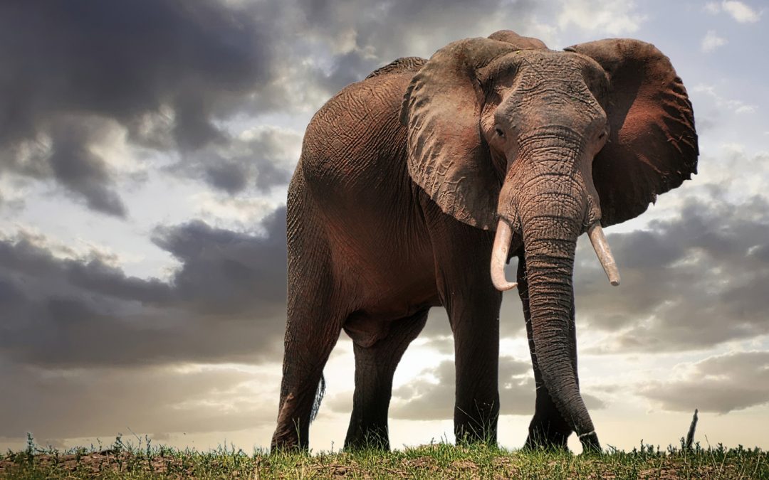 Elephant Poaching in the Pandemic