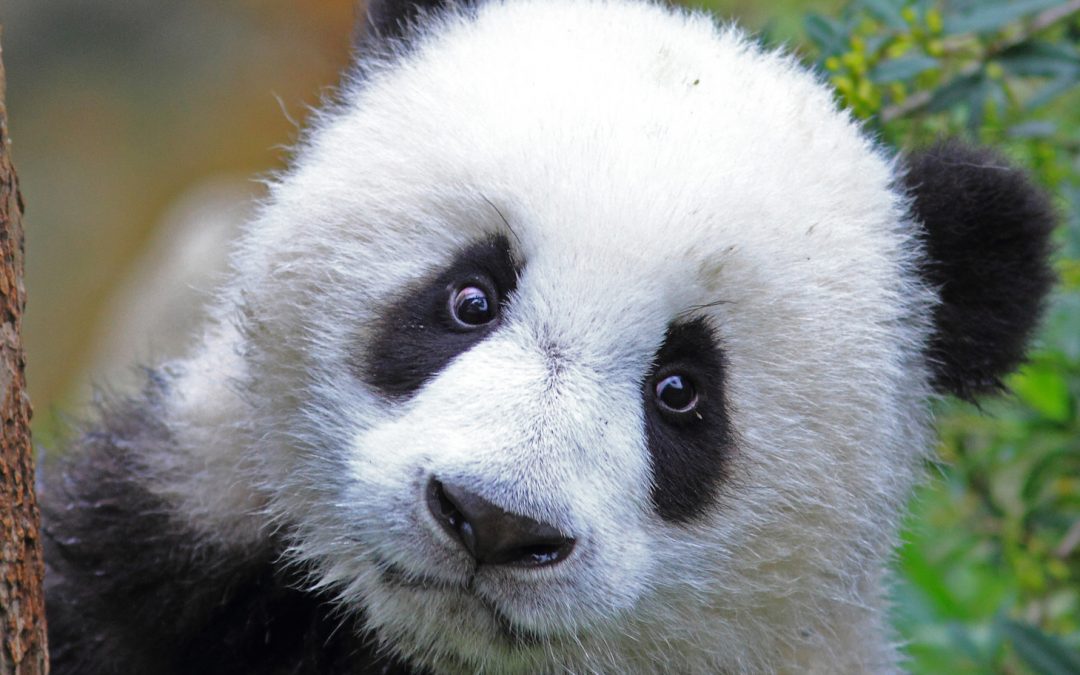 The Worth of a Whale and the Price Tag of a Panda