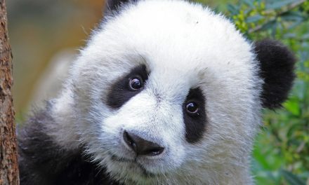 The Worth of a Whale and the Price Tag of a Panda