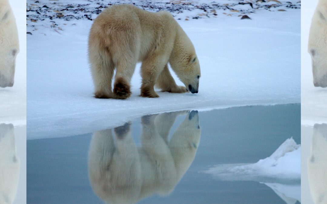 Three Laws I’d Enact If I Ruled the World