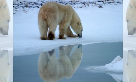 Three Laws I’d Enact If I Ruled the World