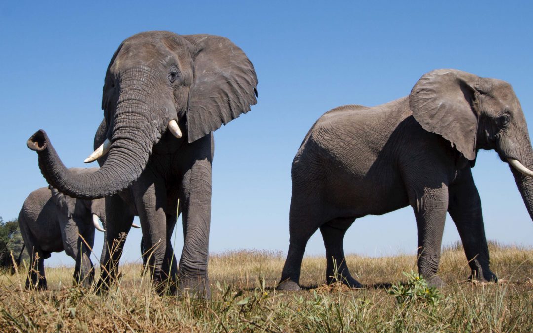 Botswana’s Changing Lands: Elephants Not to Blame