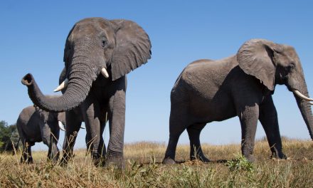 Botswana’s Changing Lands: Elephants Not to Blame