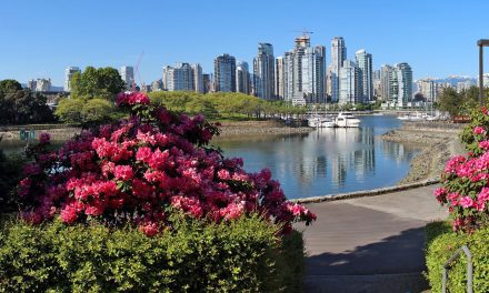 A City Park Visit Lifts Your Mood as Much as Christmas