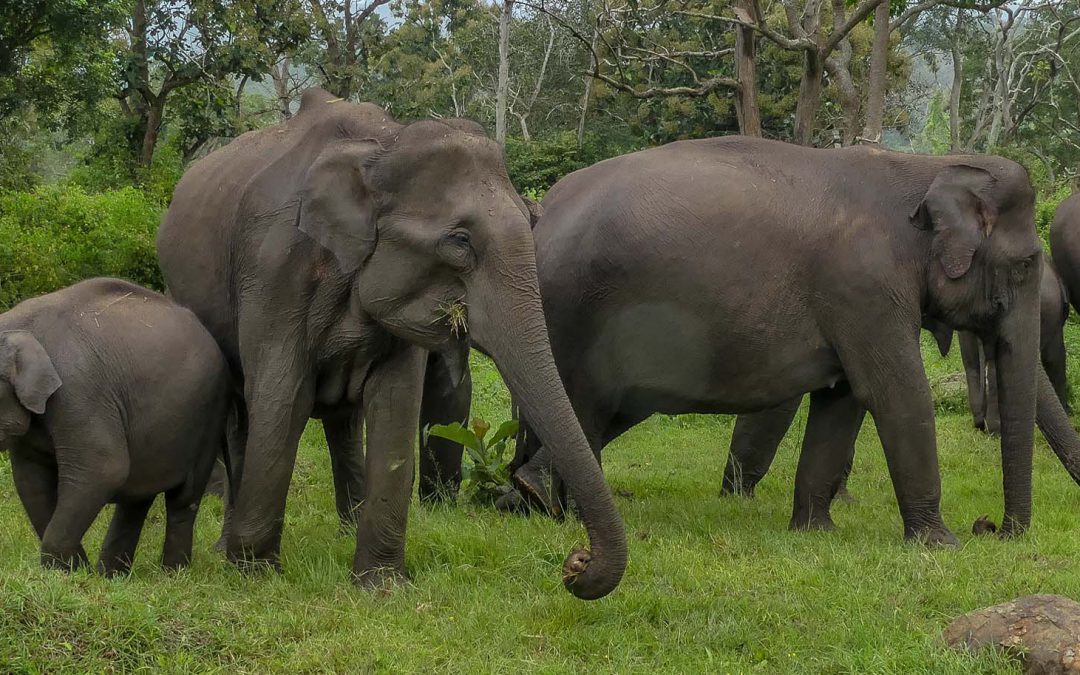 Asian Elephants Have Distinct Personalities Similar to Ours