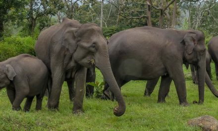 Asian Elephants Have Distinct Personalities Similar to Ours