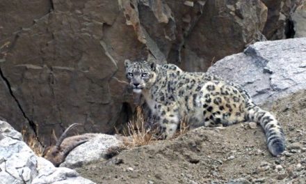 Snow Leopards and Conservation Travel in Ladakh, India