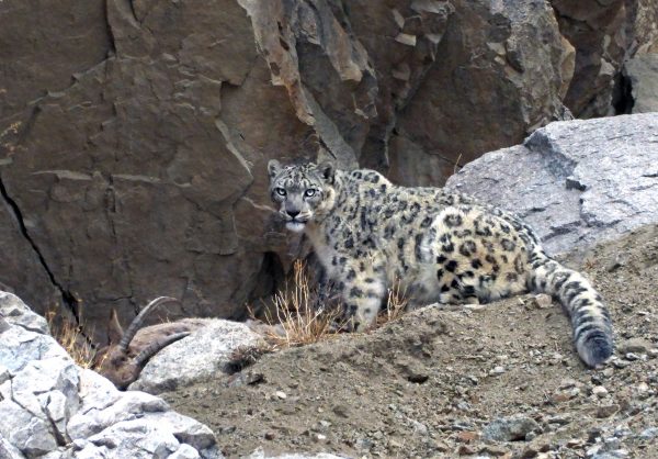 Snow leopard in the wild