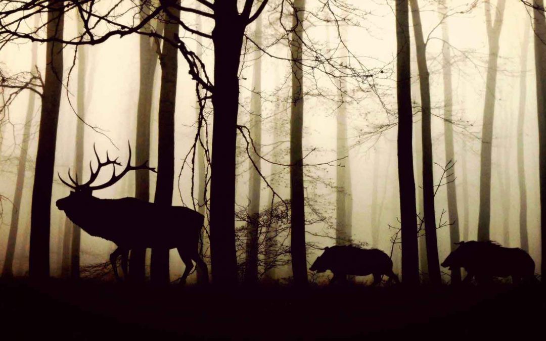 Paying for Protecting Wildernesses and Biodiversity