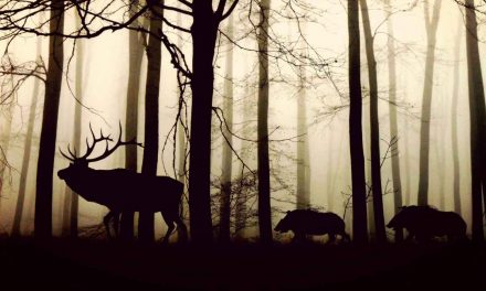 Paying for Protecting Wildernesses and Biodiversity