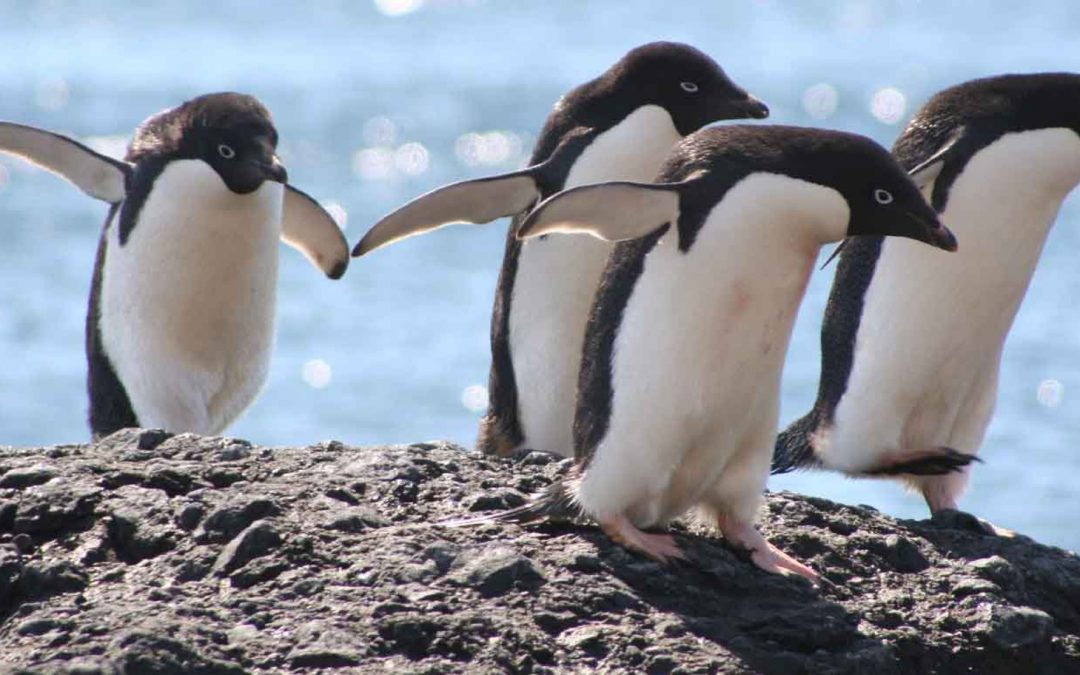 Where Antarctica Penguins “Go,” Biodiversity Follows