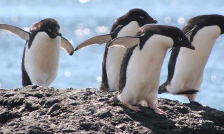 Where Antarctica Penguins “Go,” Biodiversity Follows