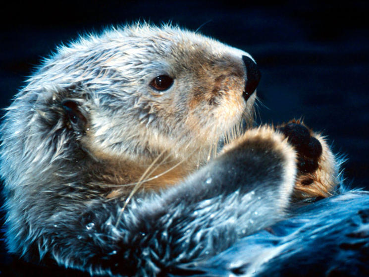 10 Facts About Sea Otters