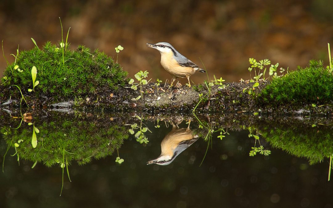 World Wildlife Day: Wildlife’s Value—Now and Even after Death