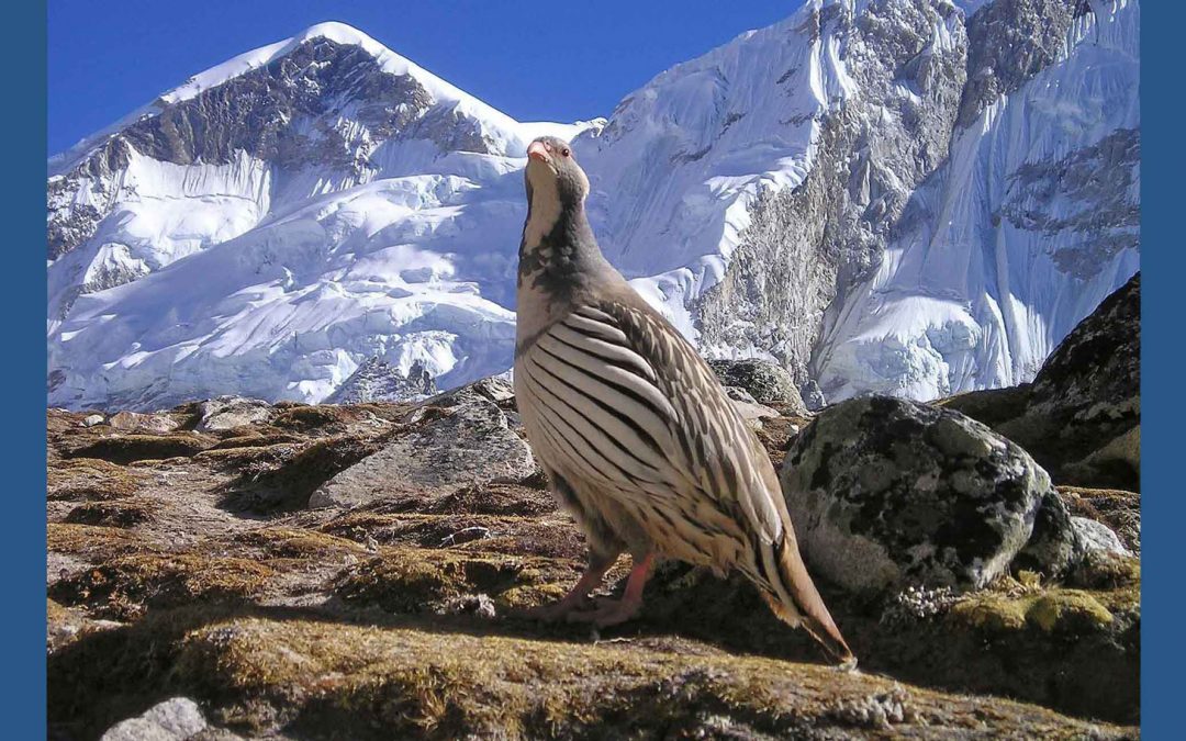 The Impact of COVID-19 on the Natural Environment—and the People Who Depend on It