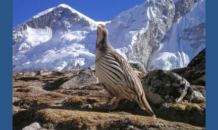 The Impact of COVID-19 on the Natural Environment—and the People Who Depend on It