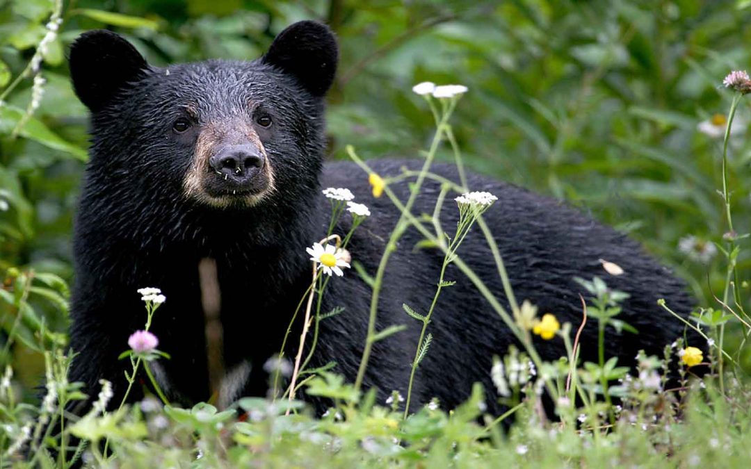 Wildlife Research Prospers in the Pandemic