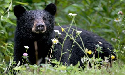 Wildlife Research Prospers in the Pandemic