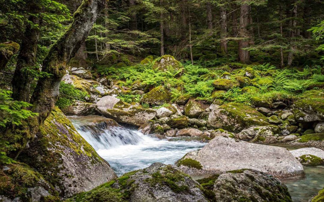 Earth Day 2021: Restore Our Earth