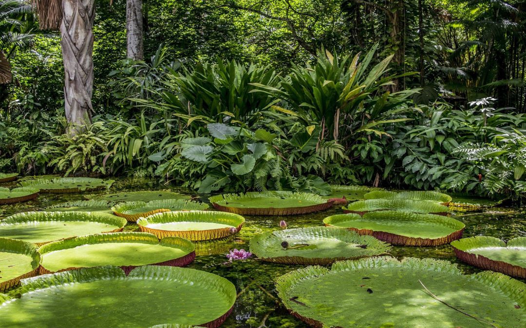 The Loudest Bird on the Planet Lives in the Amazon