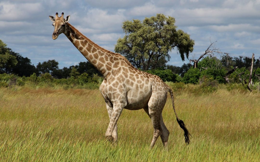 The Giraffe-African Savanna Relationship: It’s Complicated