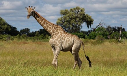 The Giraffe-African Savanna Relationship: It’s Complicated