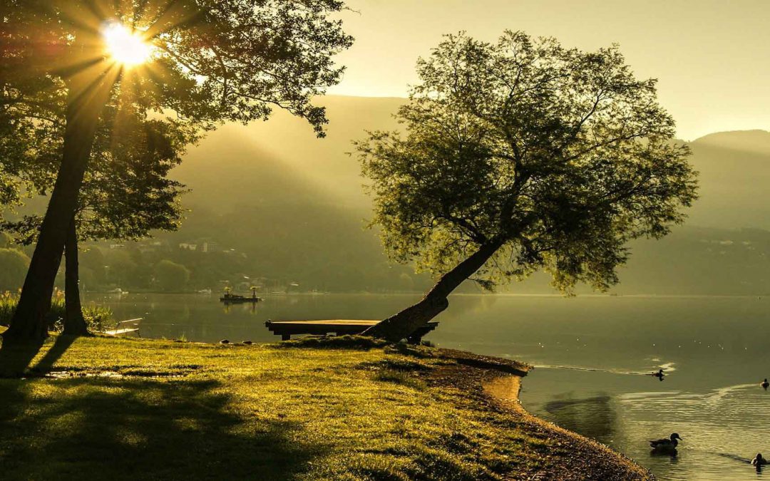 Trees: Foundations for Ecosystems and Learning