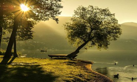 Trees: Foundations for Ecosystems and Learning