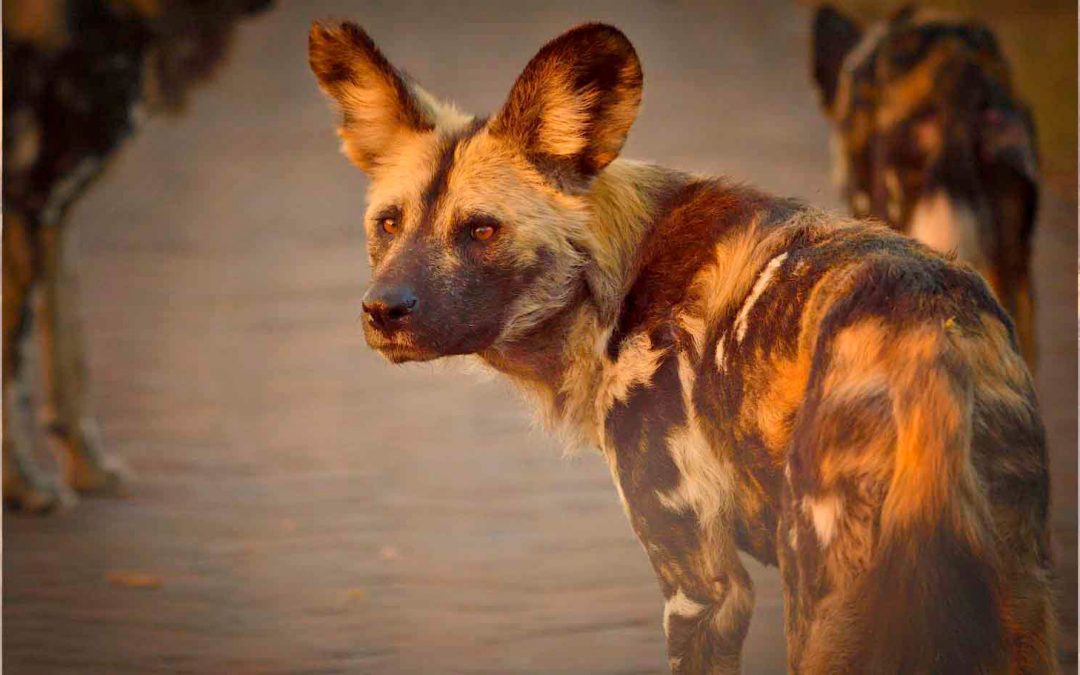 African Wild Dogs and the Necessity of Wildlife Corridors