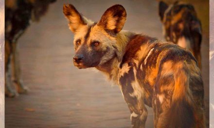 African Wild Dogs and the Necessity of Wildlife Corridors