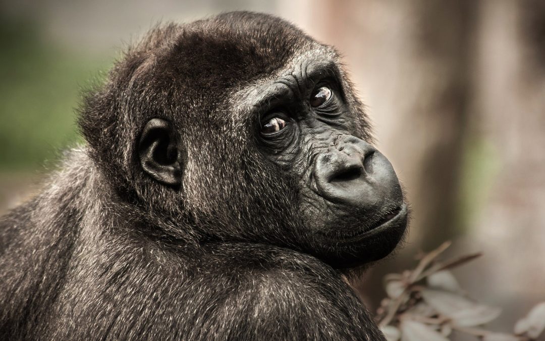 Assessing the Beliefs of Animals