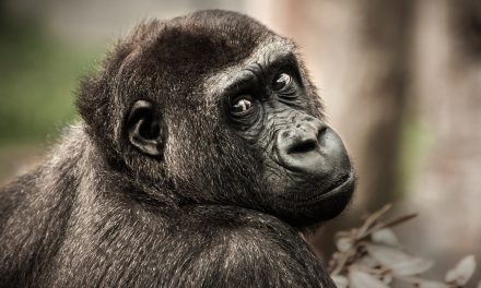 Assessing the Beliefs of Animals