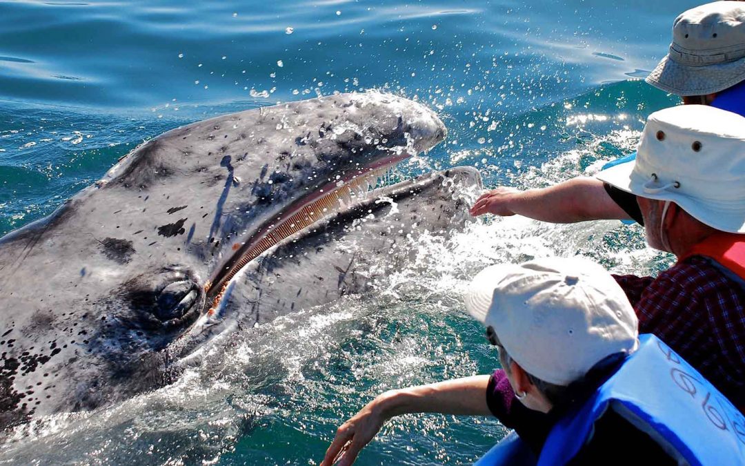 Post-Pandemic, Learning to Trust Again from a Gray Whale