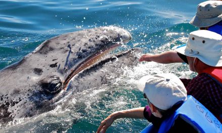Post-Pandemic, Learning to Trust Again from a Gray Whale