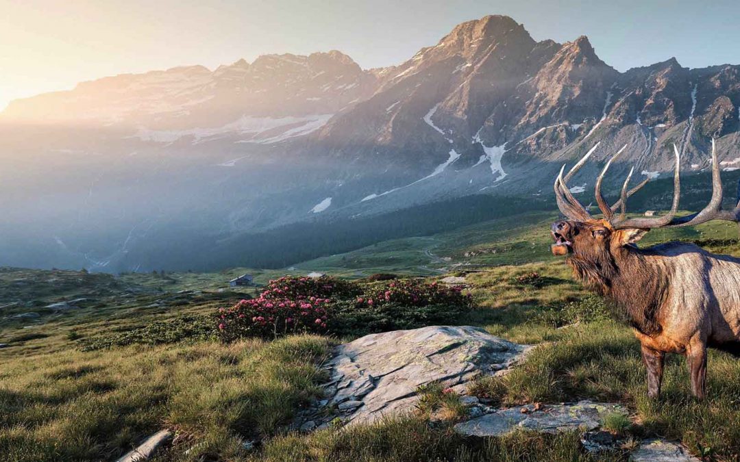 People and Wildlife Need Each Other for Good Health