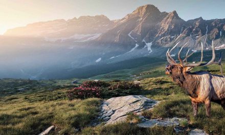 People and Wildlife Need Each Other for Good Health