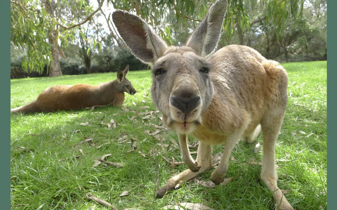 News on Kangaroos and an Australia Atlas of Nature