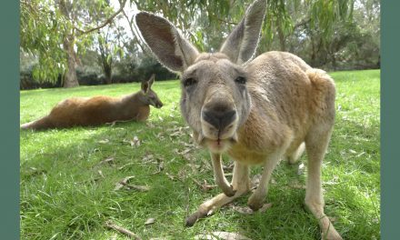 News on Kangaroos and an Australia Atlas of Nature