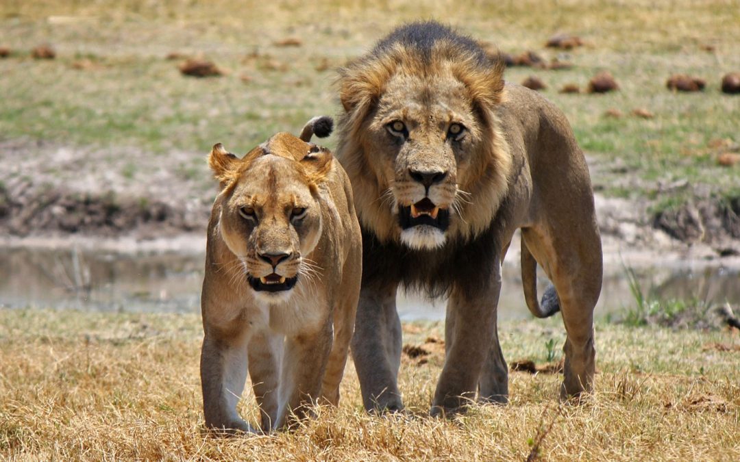 Your Africa Safari Photographs Could Help Save Wildlife