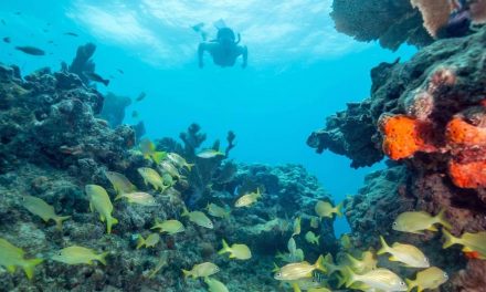 Top Sea Life to See on a Florida Nature Safari