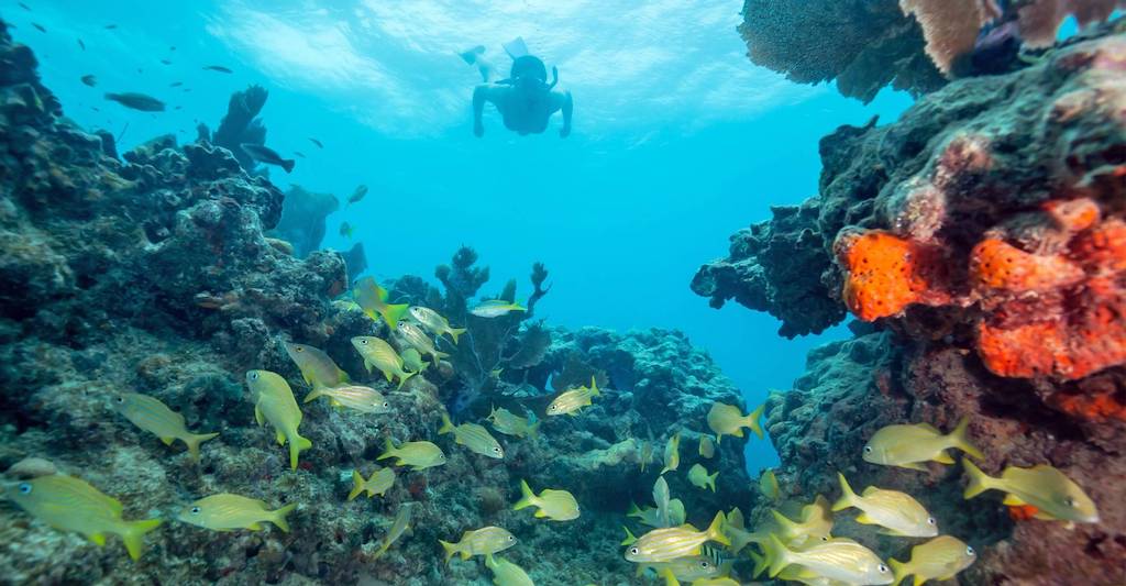 A snorkler looks at coral reefs in the Florida Keys.